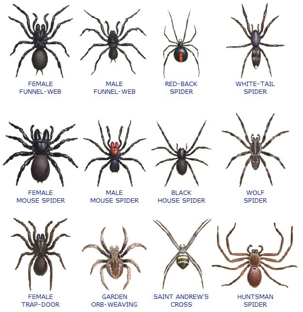 О пауках в Австралии - AnUkolov
